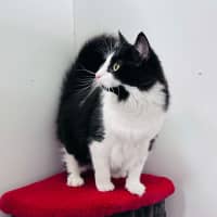 Photo of Merlin   Located In Hawthorn East