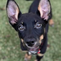 Photo of Raptor