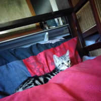 Photo of Atlas