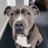 Photo of Ace