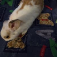 Photo of Giggles