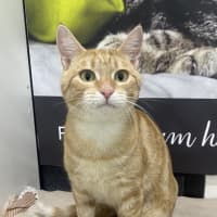Photo of Marigold 
