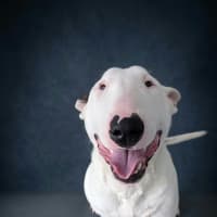 Photo of Loki