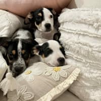 Photo of Theodore (P10)