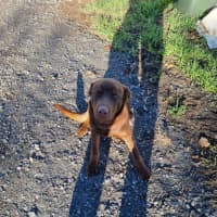 Photo of Milo