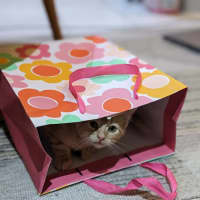 Photo of Mochi   In Foster Care In Reservoir