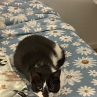 Photo of Nougat