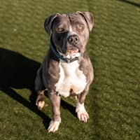 Photo of Gus Imp 1484