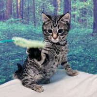 Photo of Bruce Lee   Located In Meadow Heights