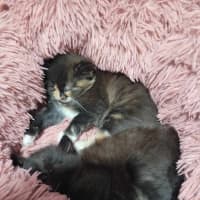 Photo of Finley *9 Lives Project Rescue*