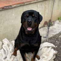 Photo of Beau