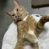 Photo of Cleo 🍁👑