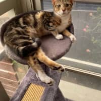 Photo of Skittles   5 Month Old Domestic Short Hair (Trial)