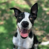 Photo of Shelby
