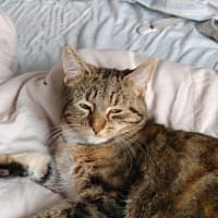 Photo of Toffee Tiger