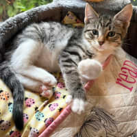 Photo of Cheddar