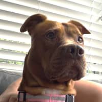 Photo of Misty   5 Year Old Staffy X