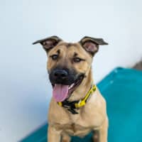 Photo of Walnut