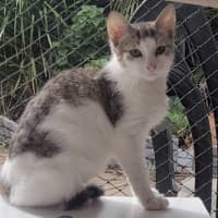 Photo of Patch