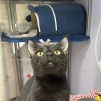 Photo of Blackjack