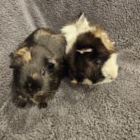 Photo of Daisy & Poppy