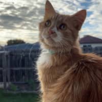 Photo of Sunny   Your Ray Of Sunshine