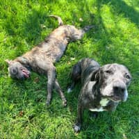 Photo of Coco & Rome 