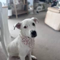 Photo of Brazil *$350 Adoption Fee*