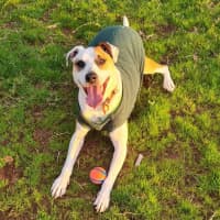 Photo of Twistie