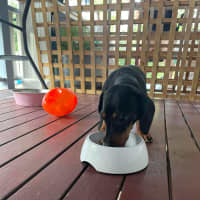 Photo of Snoopy