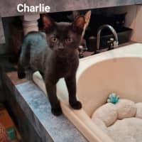 Photo of Charlie 