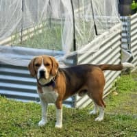 Photo of Baxter   20 Month Old Beagle