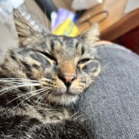 Photo of Salami 