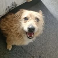Photo of Rex