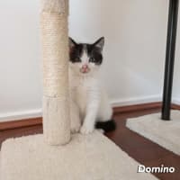 Photo of Domino