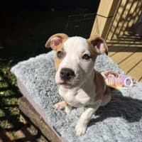 Photo of Rosie