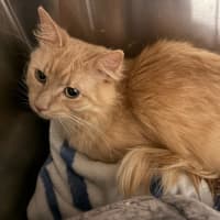 Photo of Cornflake 