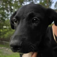 Photo of Bandit