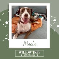 Photo of Maple