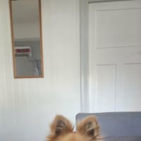 Photo of Cookie 