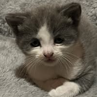 Photo of Ducky