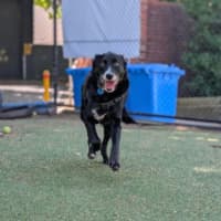 Photo of Piper