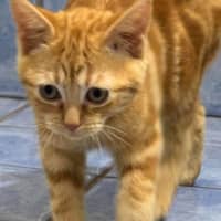 Photo of Mango