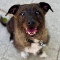 Photo of Beautiful Funny Beau 