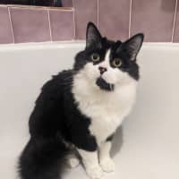 Photo of Puffiin   In Foster Care In Reservoir