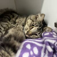Photo of Frilly