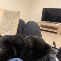 Photo of Nala (Was Wilma)