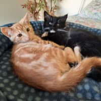 Photo of Jackson & Malakai   Located In Albert Park