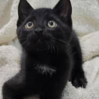 Photo of Frankie   9 Week Old Dsh