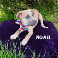 Photo of Noa